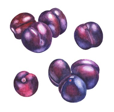 Beyaz arka planda bir çift erik. Suluboya çizimi