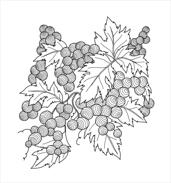 Ramo Uvas Con Hojas Sobre Fondo Blanco Colorear Ilustración Vectorial — Archivo Imágenes Vectoriales