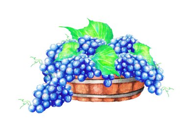 Bir tas üzümü tahtala. Beyaz arkaplanda suluboya (küvet). Suluboya çizimi