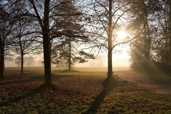 Vista Panorámica Una Bicicleta Árboles Creciendo Parque Durante Tiempo Brumoso — Foto de Stock