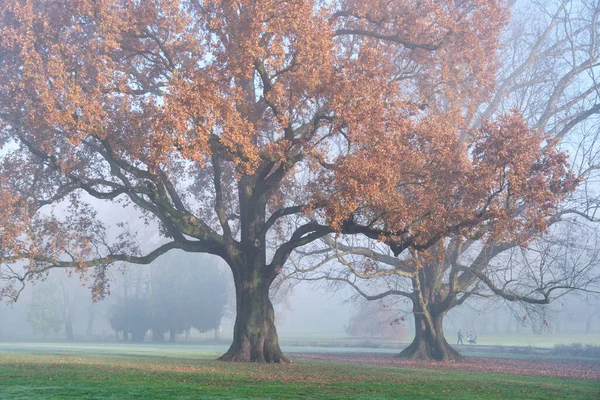 イタリア ロンバルディア州モンツァ公園の樹齢数百年のオークの木 ストックフォト