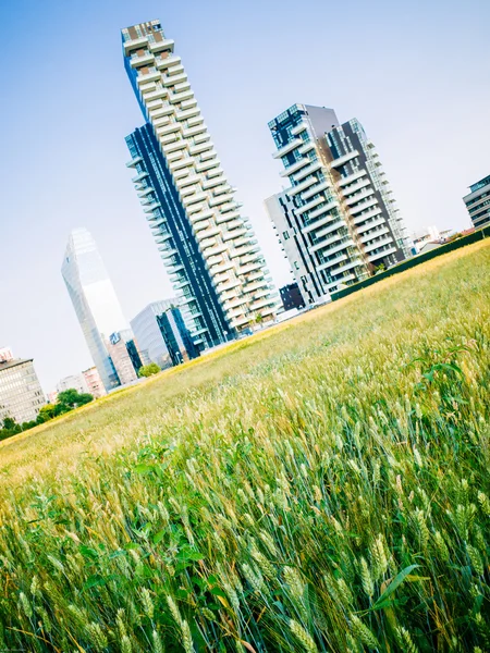 Wheatfield land art in Milan