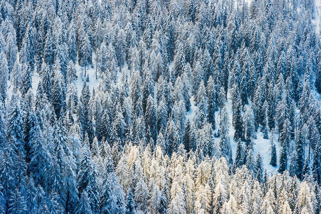 もみの雪に覆われた森 ストック写真 C Afinocchiaro