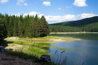 çamı ormanıyla çevrili gölün kıyısında