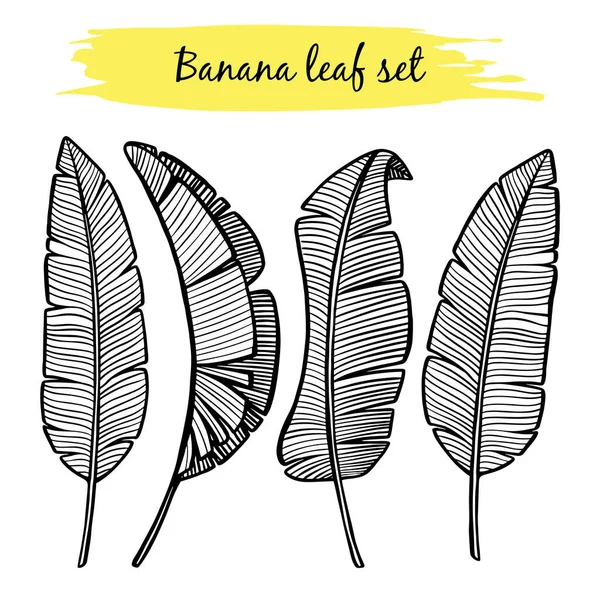 Vecteur Noir Blanc Dessiné Main Feuilles Banane Ensemble Les Plantes — Image vectorielle