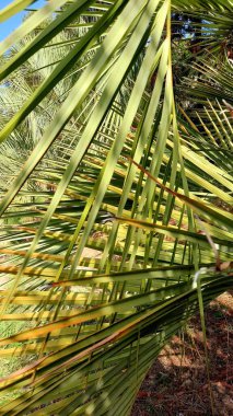 Yağmur ormanlarında palmiye yeşili yapraklar. Gerçek fotoğraf. Telefon, bilgisayar, sosyal ağlar için güzel bir yaz geçmişi.