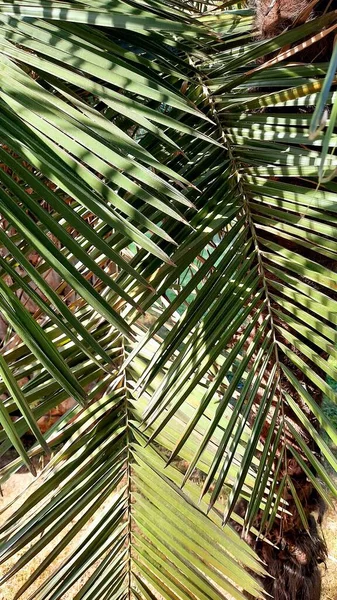 Zielone Liście Palmy Lesie Deszczowym Prawdziwe Zdjęcie Piękne Tło Letnie — Zdjęcie stockowe