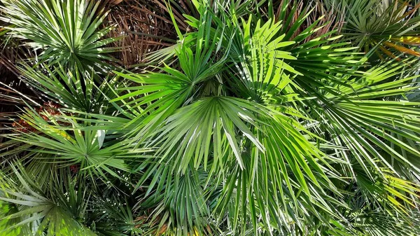 Palmgroene Bladeren Het Regenwoud Echte Foto Mooie Zomer Achtergrond Voor — Stockfoto