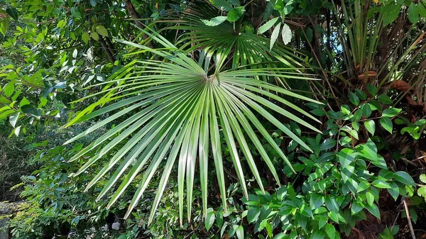 Daun Hijau Palem Hutan Hujan Foto Asli Latar Belakang Musim — Stok Foto