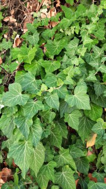 Arkaplan veya duvar kağıdı için yeşil yaprak resmi. Egzotik bitkiler. Dekorasyon için taze ve yaz fotoğrafları.