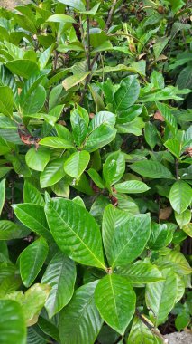 Arkaplan veya duvar kağıdı için yeşil yaprak resmi. Egzotik bitkiler. Dekorasyon için taze ve yaz fotoğrafları.