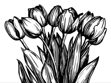 Şeffaf arkaplan üzerinde grafik stili olan büyük bir lale buketinin siyah beyaz vektör çizimi. Şenlikli dekor için.