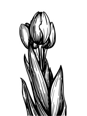 Şeffaf arkaplan üzerinde grafik stili olan bir buket lalenin siyah-beyaz temsili. Şenlikli dekor için.