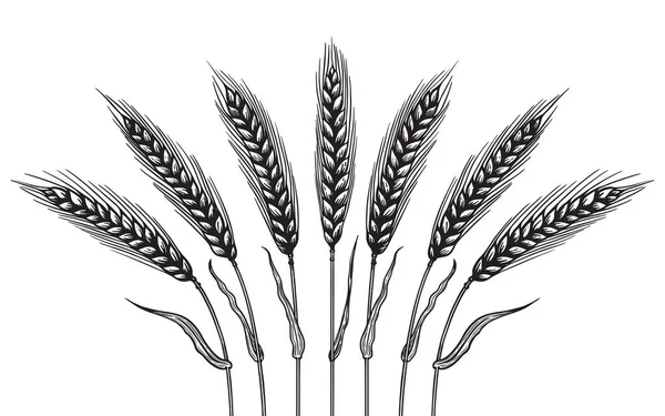 Чорно Біла Векторна Ілюстрація Стиглої Пшениці Стилі Ескізів Прикраси Натуральних — стоковий вектор