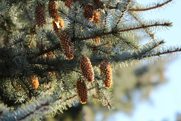 Branches of a blue spruce tree with brown cones in the soft magical sunlight against a blue sky outdoors. Blue spruce tree with cones in the sun outdoors. Christmas tree.