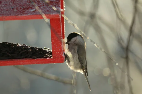 Poecile montanus sits on a red wooden feeder with sunflower seeds in birch branches covered with glittering frost in the sun on a clea r, frosty winter day. Willow Tit or Poecile montanus.