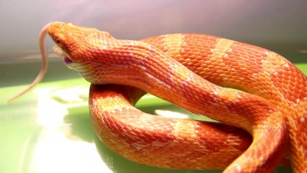 Serpiente alimentándose de un ratón — Vídeo de stock