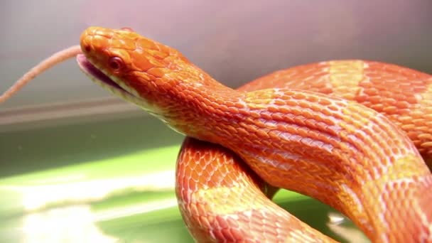 Serpiente alimentándose de un ratón — Vídeos de Stock