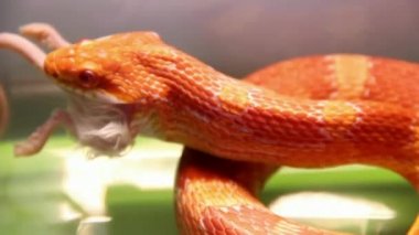 yılan bir fare besleme