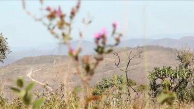 Cerrado Chapada dos Veadeiros - Goías