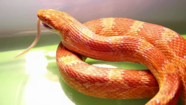 Змея питается мышью — стоковое видео