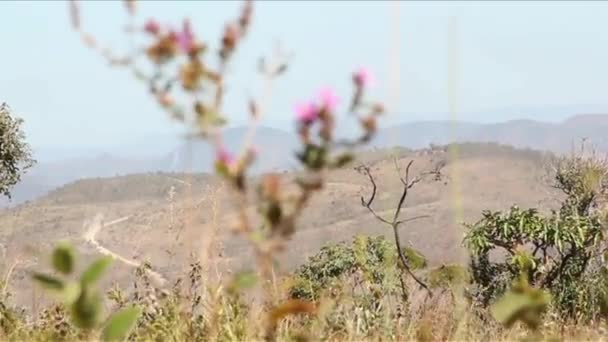 Cerrado Chapada dos Veadeiros - Goías — Stock video