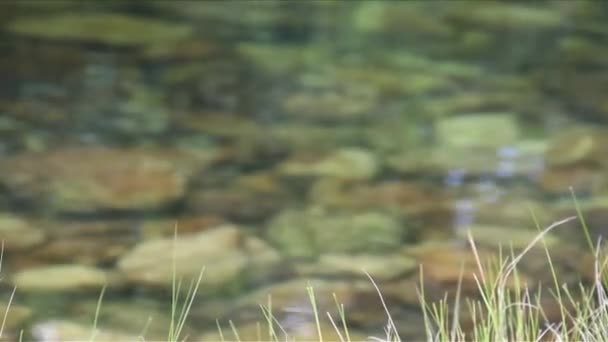 Chapada dos Veadeiros — Stock Video