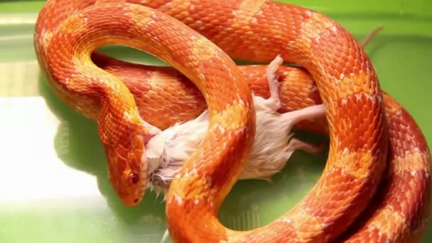 Serpente che si nutre di un topo — Video Stock