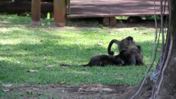 Monos en la selva — Vídeos de Stock