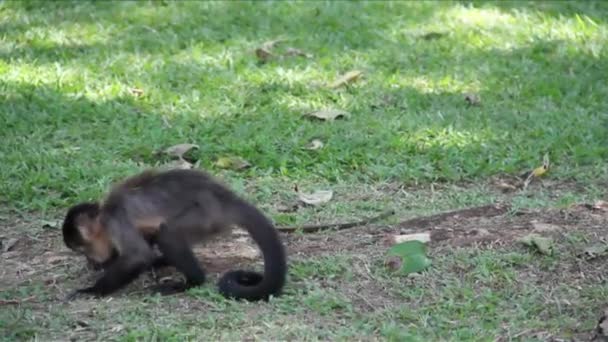 Macacos na selva — Vídeo de Stock