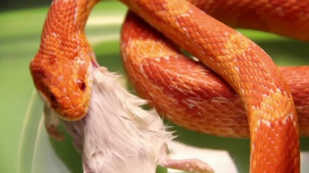 Snake feeding on a mouse — Stock Video