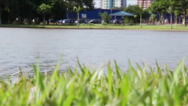 Shot of a lake scenic in summer. — Stock Video