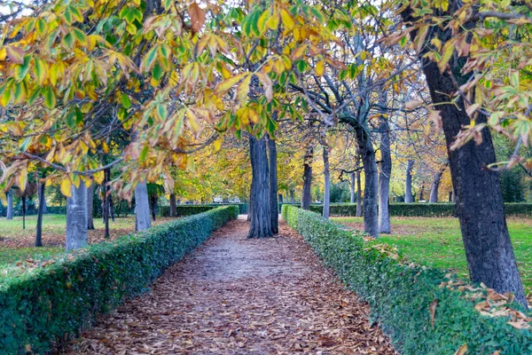 Madrid Spanya Daki Retiro Park Taki Ağaçlardan Düşen Kahverengi Kuru — Stok fotoğraf