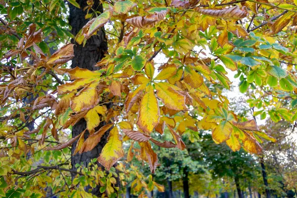 Paisaje Otoñal Con Hojas Árboles Marrones Anaranjados Verdes Secos Punto —  Fotos de Stock