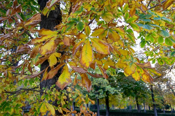 Paisaje Otoñal Con Hojas Árboles Marrones Anaranjados Verdes Secos Punto —  Fotos de Stock