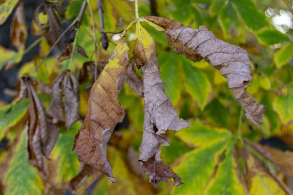 Paisaje Otoñal Con Hojas Árboles Marrones Anaranjados Verdes Secos Punto —  Fotos de Stock