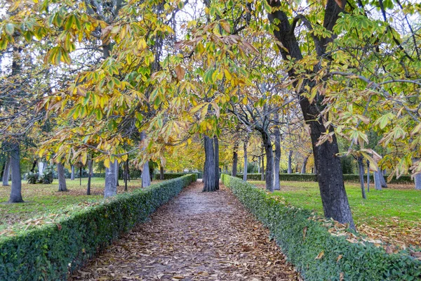 Herbstpfad Voller Brauner Und Trockener Blätter Die Von Bäumen Retiro — Stockfoto