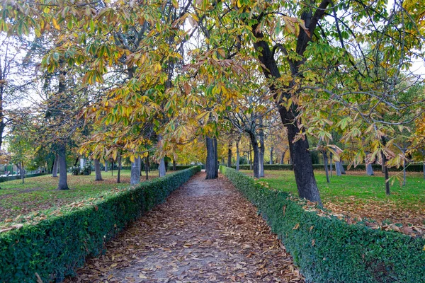Herbstpfad Voller Brauner Und Trockener Blätter Die Von Bäumen Retiro — Stockfoto