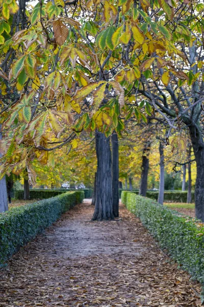 Herbstpfad Voller Brauner Und Trockener Blätter Die Von Bäumen Retiro — Stockfoto