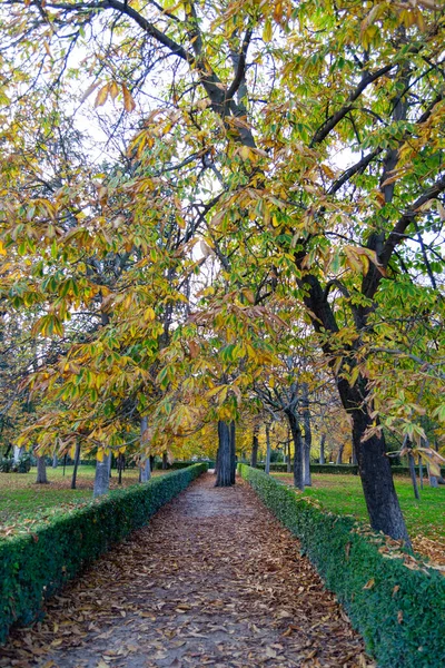 Herbstpfad Voller Brauner Und Trockener Blätter Die Von Bäumen Retiro — Stockfoto