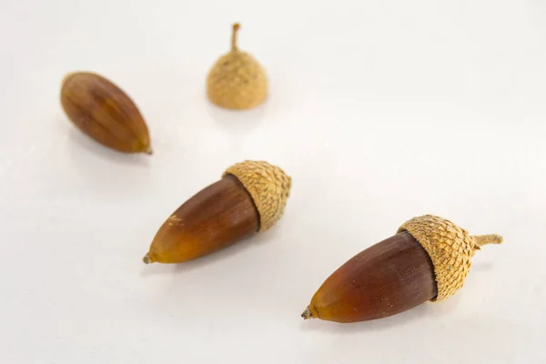 Set Brown Acorns White Background Horizontal Photography — Stock Photo, Image