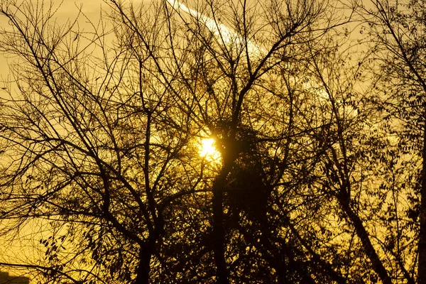 Pôr Sol Onde Sol Esconde Atrás Dos Ramos Das Árvores — Fotografia de Stock