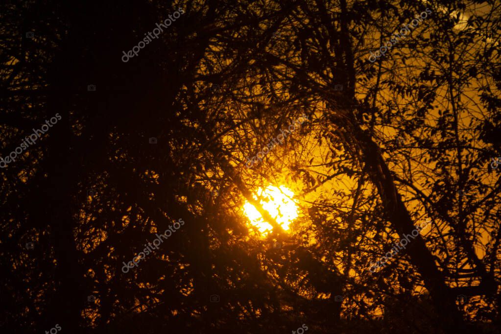 La puesta de sol donde el sol se esconde detrás de las ramas de los