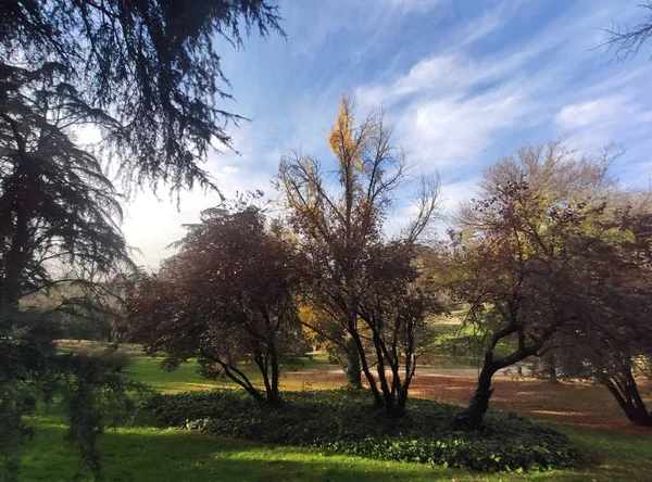 Träd Löv Marken Bildar Gul Matta Hösten Parkerna Madrid Hösten — Stockfoto