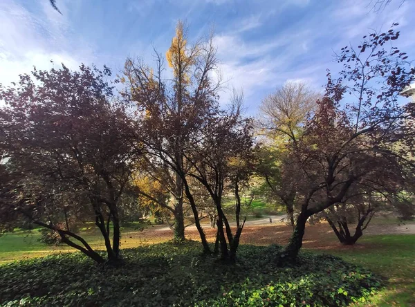 Träd Löv Marken Bildar Gul Matta Hösten Parkerna Madrid Hösten — Stockfoto