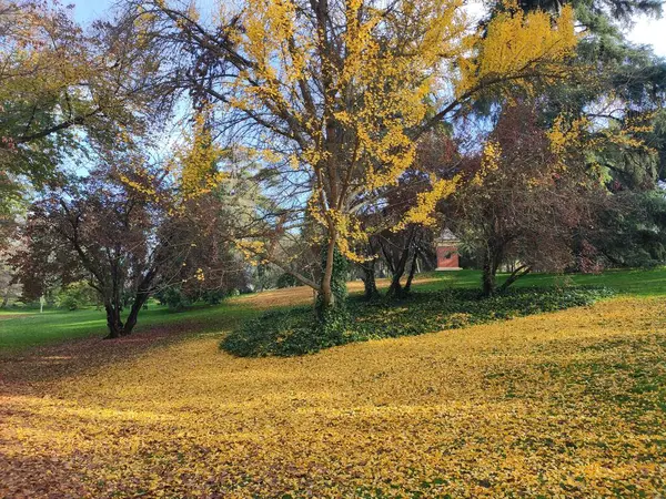 Sonbaharda Madrid Parklarında Sarı Bir Halı Oluşturan Ağaç Yaprakları Spanya — Stok fotoğraf