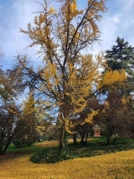 Δέντρο Φύλλα Στο Έδαφος Σχηματίζοντας Ένα Κίτρινο Χαλί Φθινόπωρο Στα — Φωτογραφία Αρχείου