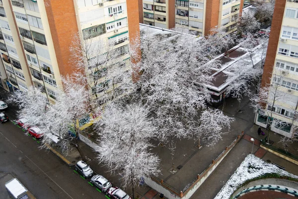 Nieve Cayó Sobre Las Ramas Los Árboles Las Calles Capital — Foto de Stock