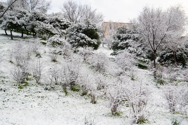 Views of the snow on the branches of the trees and the streets of Madrid. Cold day with a lot of precipitation in solid form. In Spain. Horizontal photography.