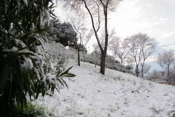 Blick Auf Den Schnee Auf Den Ästen Der Bäume Und — Stockfoto